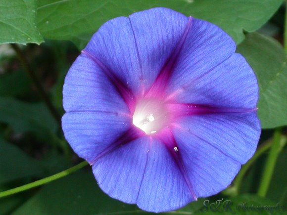 Morning Glories Open Up