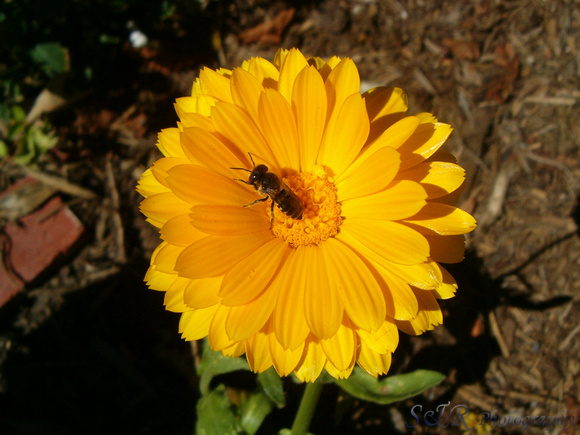Baby Bumble Bee