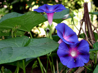 Morning Glory of the Bee
